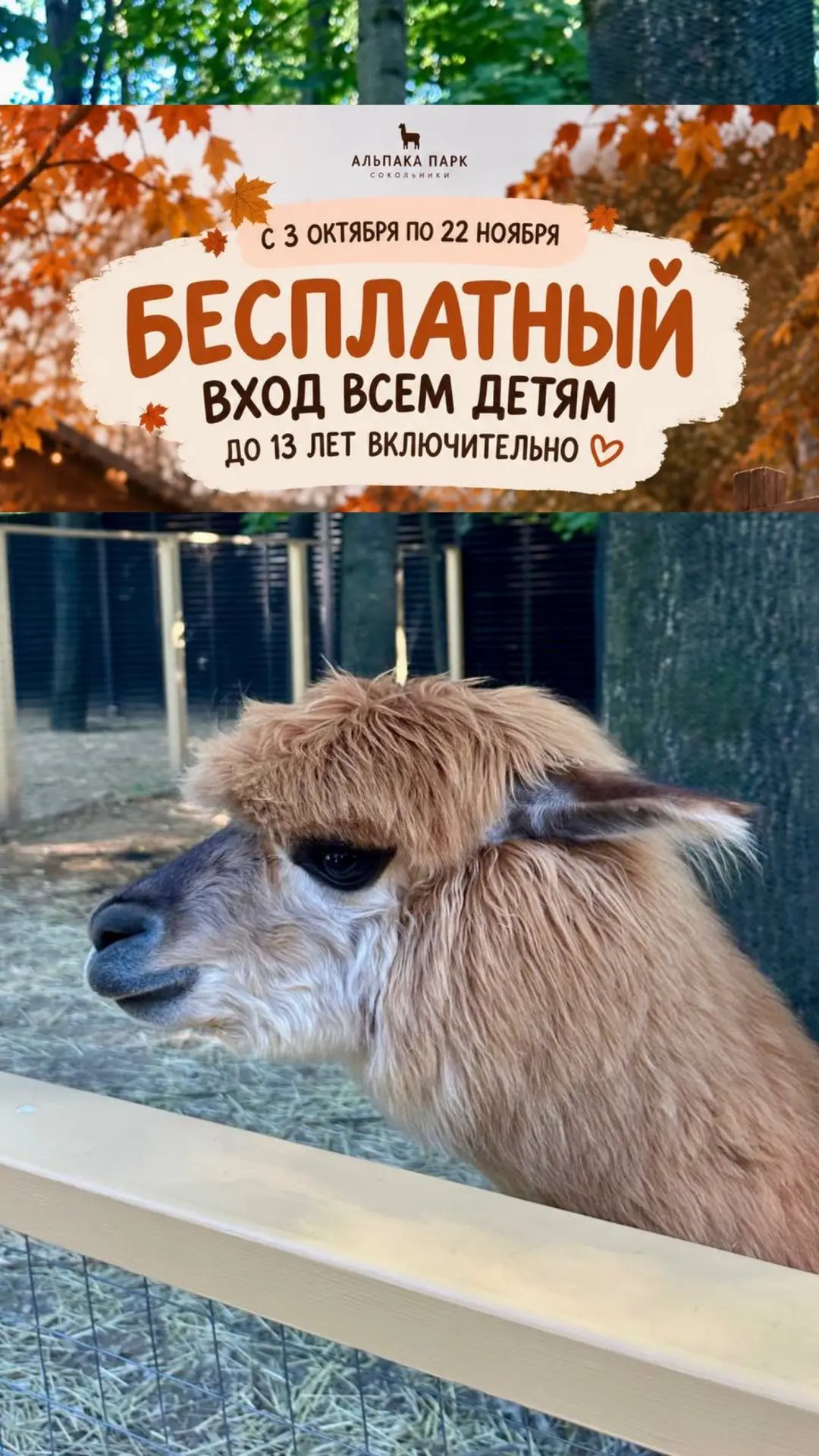 Бесплатный вход в альпака парк для всех детей до 13 лет!