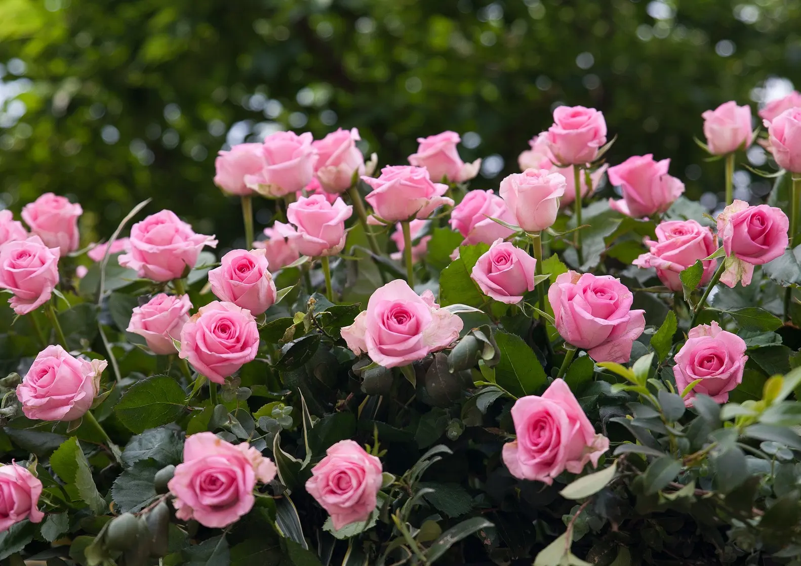 🌹 Июнь — главный месяц для ваших роз