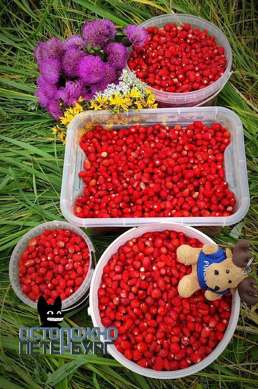🍄‍🟫Леса под Питером усыпало грибами и земляникой.

Грибники возвращаются из леса с полными корзина