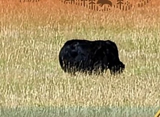 🐂 Туристы на Ольхоне приняли яка за медведя и чуть не прыгнули со скалы