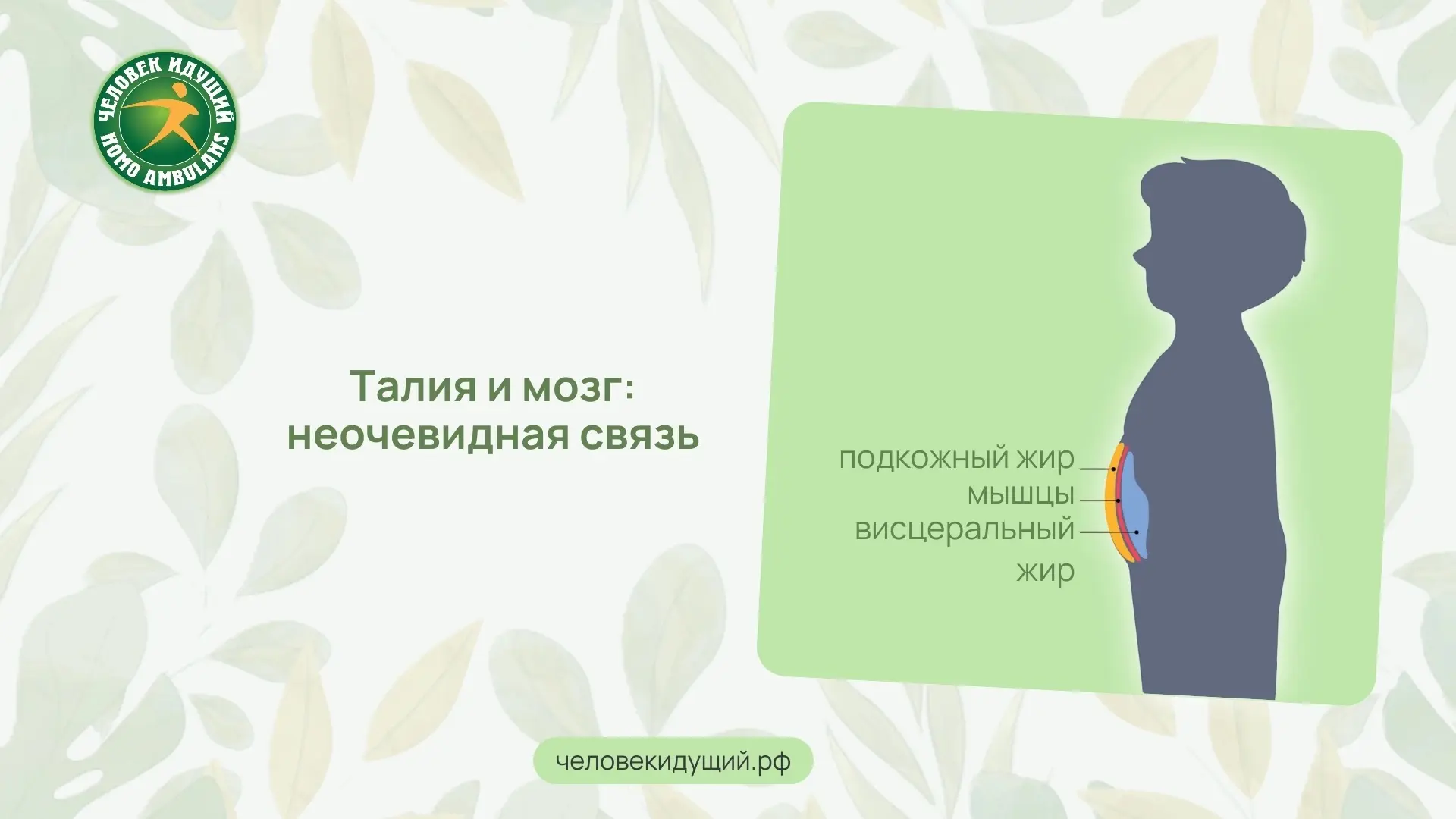 Люди с одинаковым весом и индексом массы тела могут иметь разный риск возрастных измене...