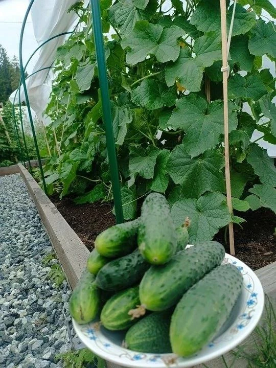 Восстановление почвы после огурцов 🥒 На заметку!