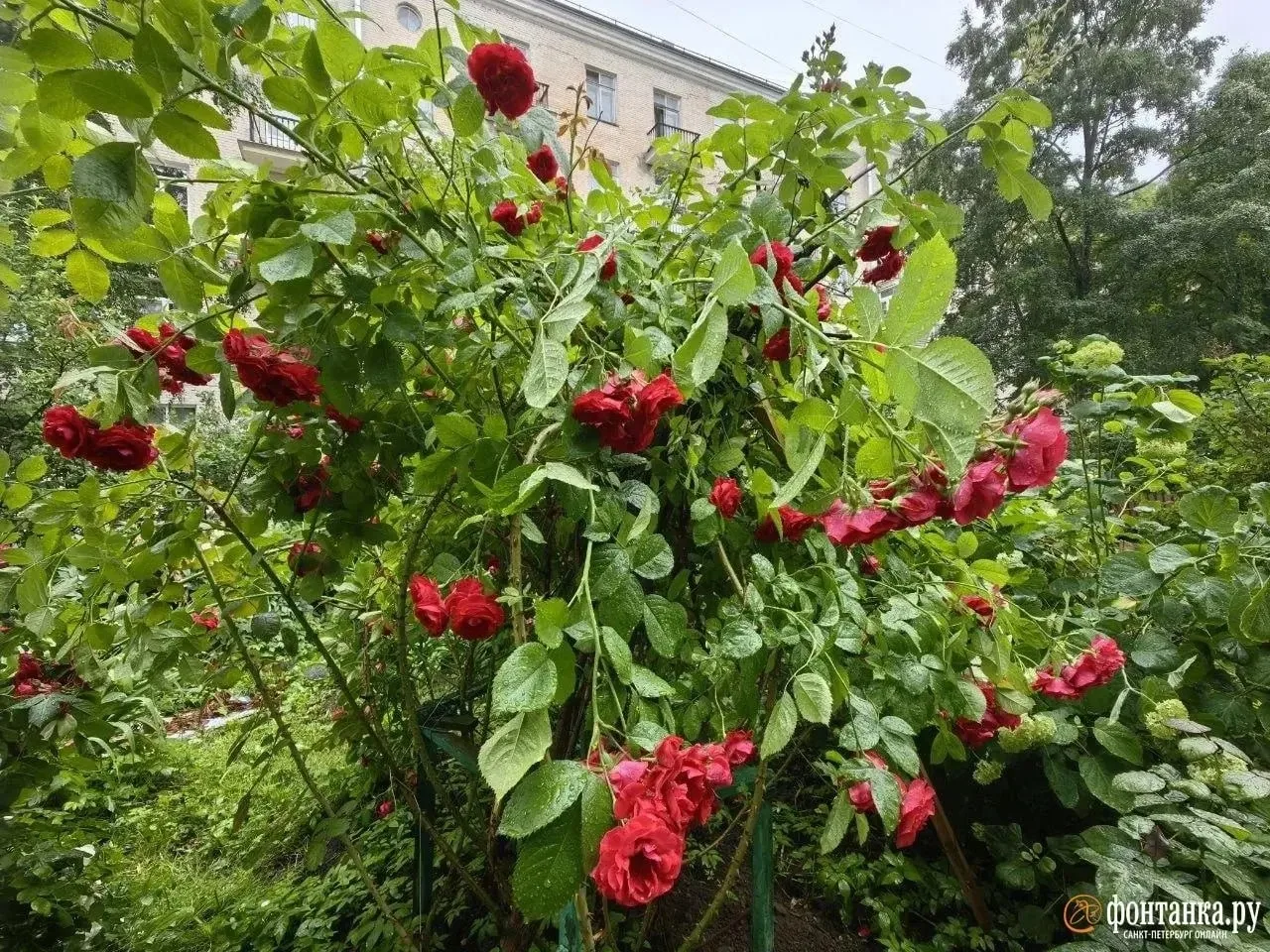 🌸 Во дворе дома на Гаванской, 37 готовят благоустройство.