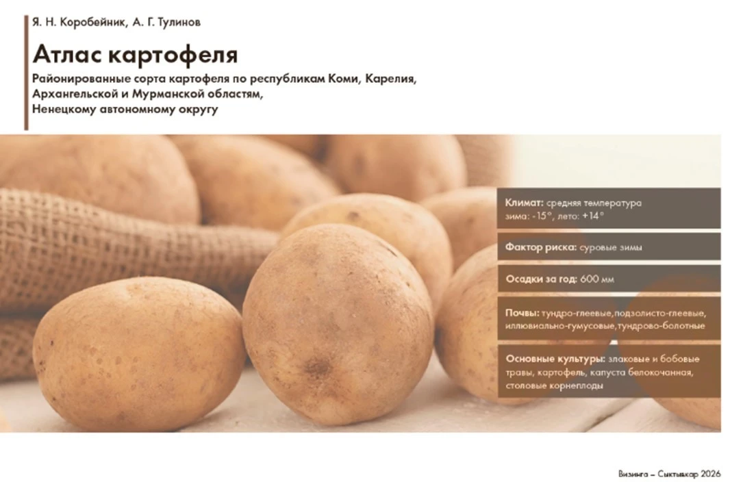 🌾 Наука на службе северных фермеров: ученые обновили Атлас картофеля для Заполярья и т...