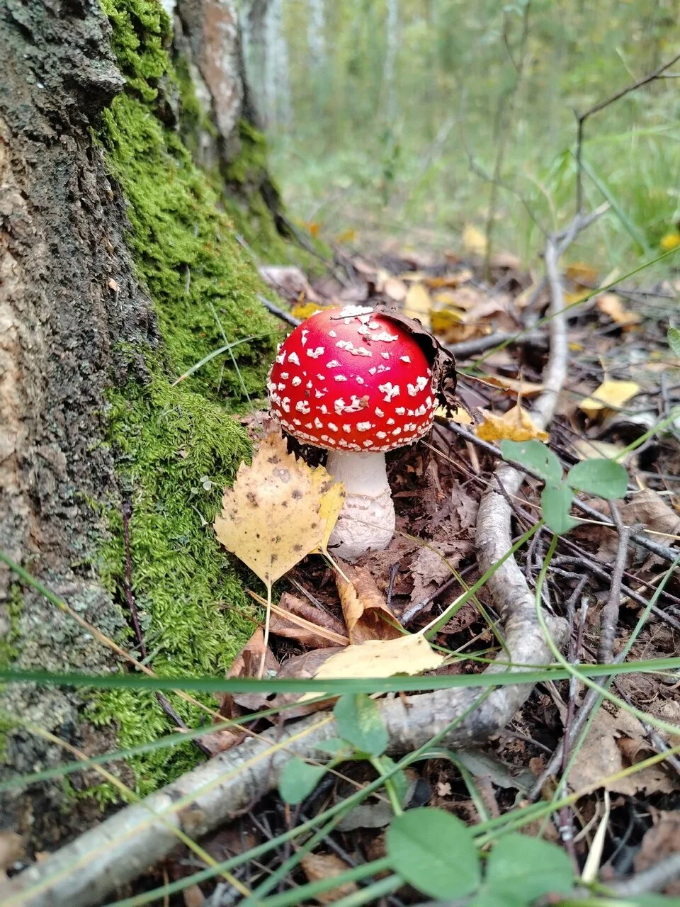 Грибное утро! 😉