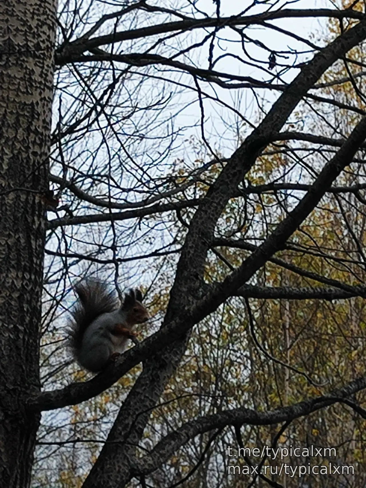 🐿️ Эта мысль очень красивая и глубокая. Она говорит о том, что дикие животные, и в час...