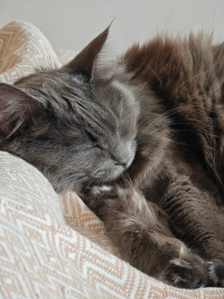 Сладкая сонная Булочка передаёт вам субботний привет 🐱