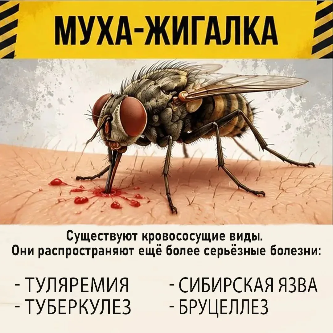 Вы думаете, муха — просто надоедливое жужжащее создание? На самом деле она — переносчик холеры, дизе