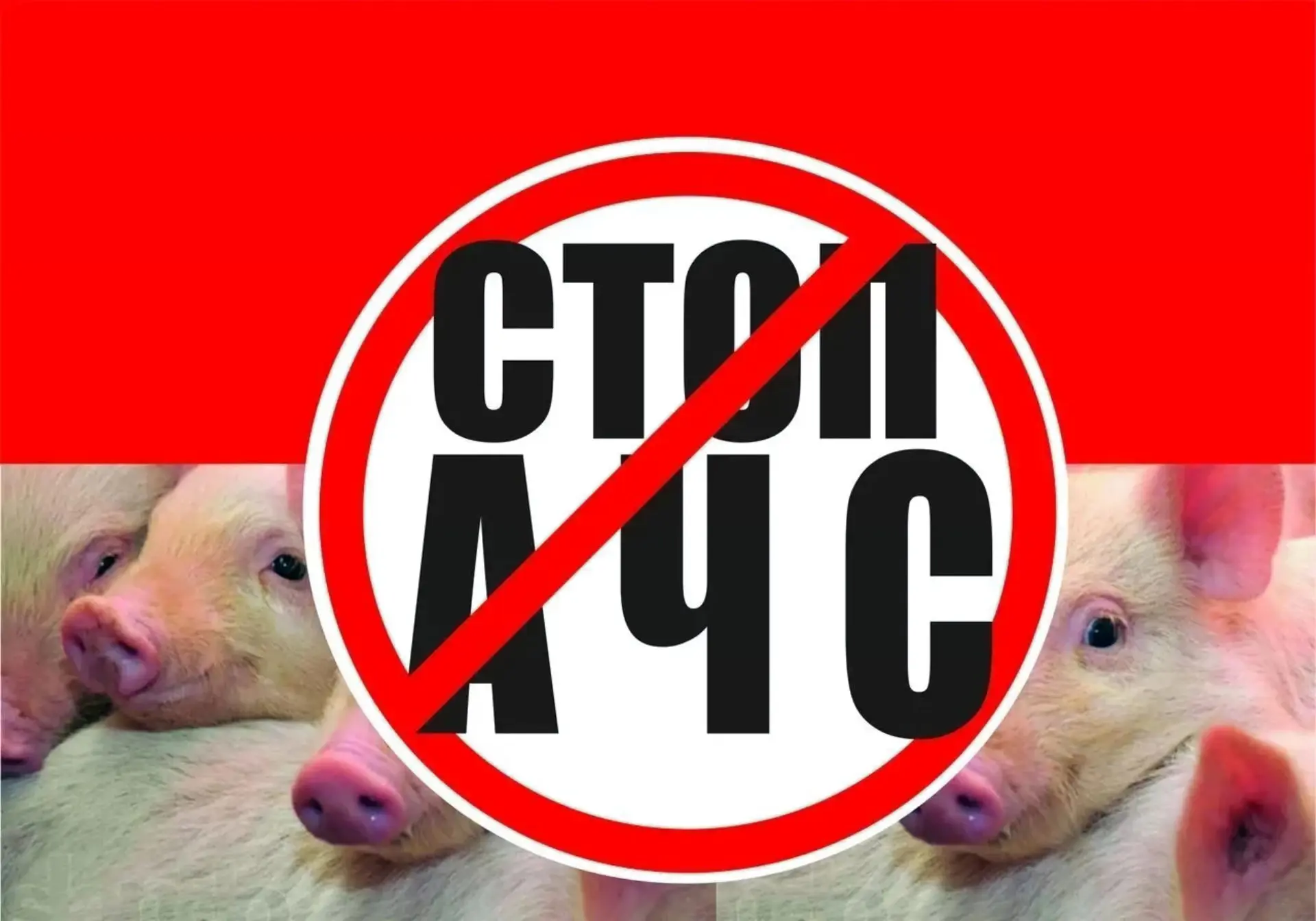 🐖 Памятка для населения: Африканская чума свиней 🐖⚠️

 Африканская чума свиней (АЧС) – вирусное за