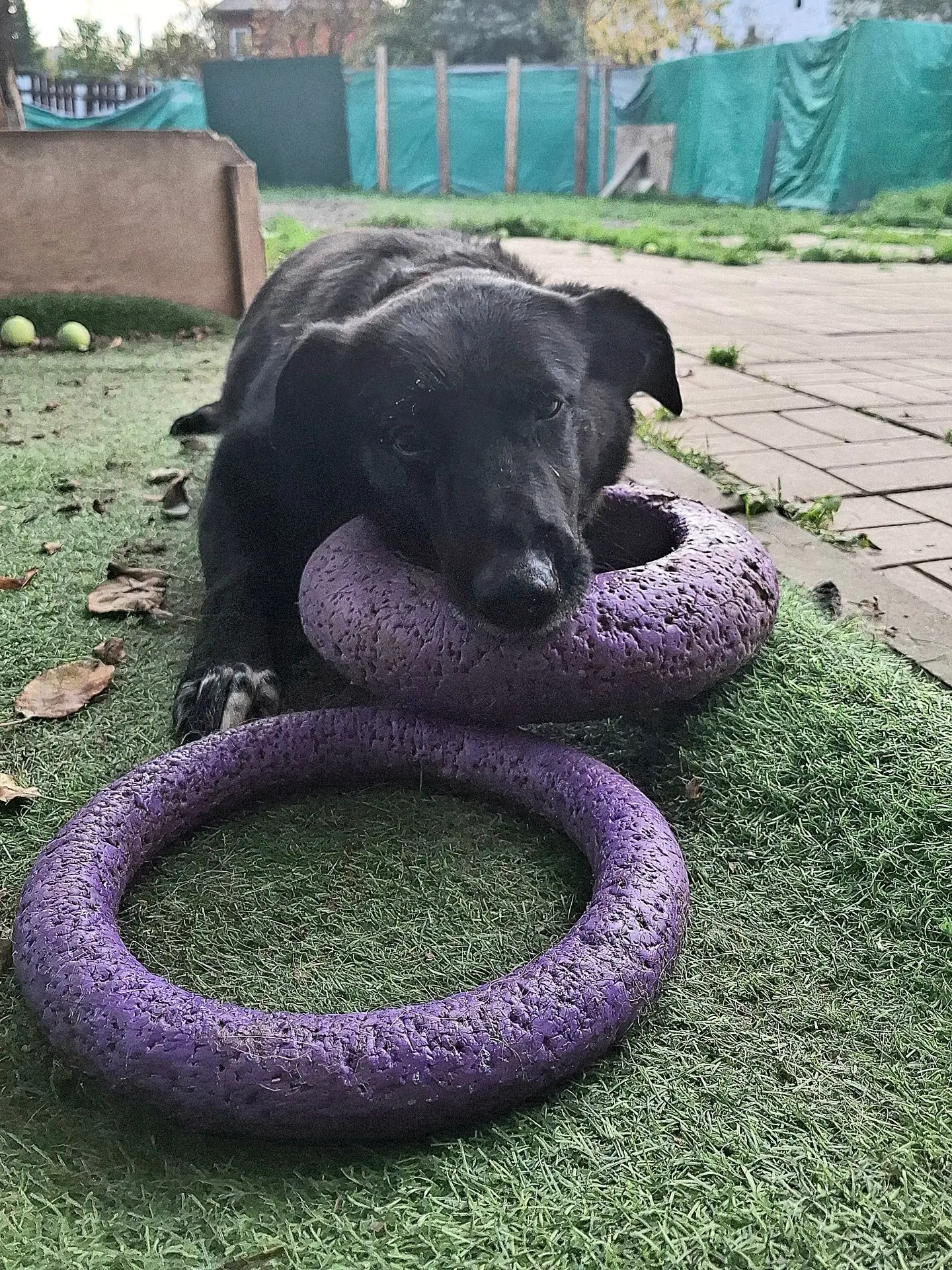 Ну королева