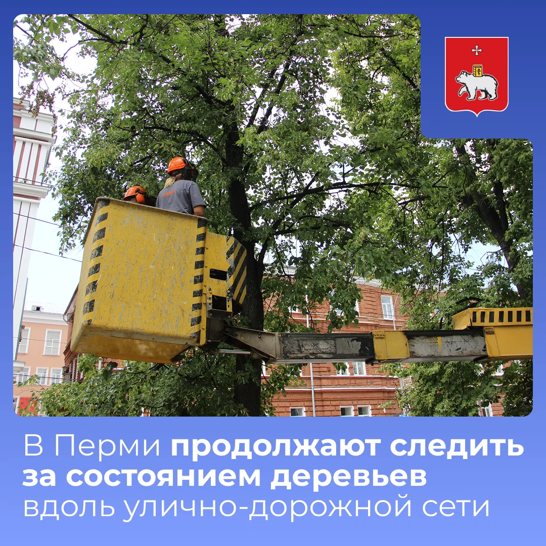 Осмотр, обрезка и замена - пермские деревья проходят контроль дважды в год. 

Специалисты убирают су