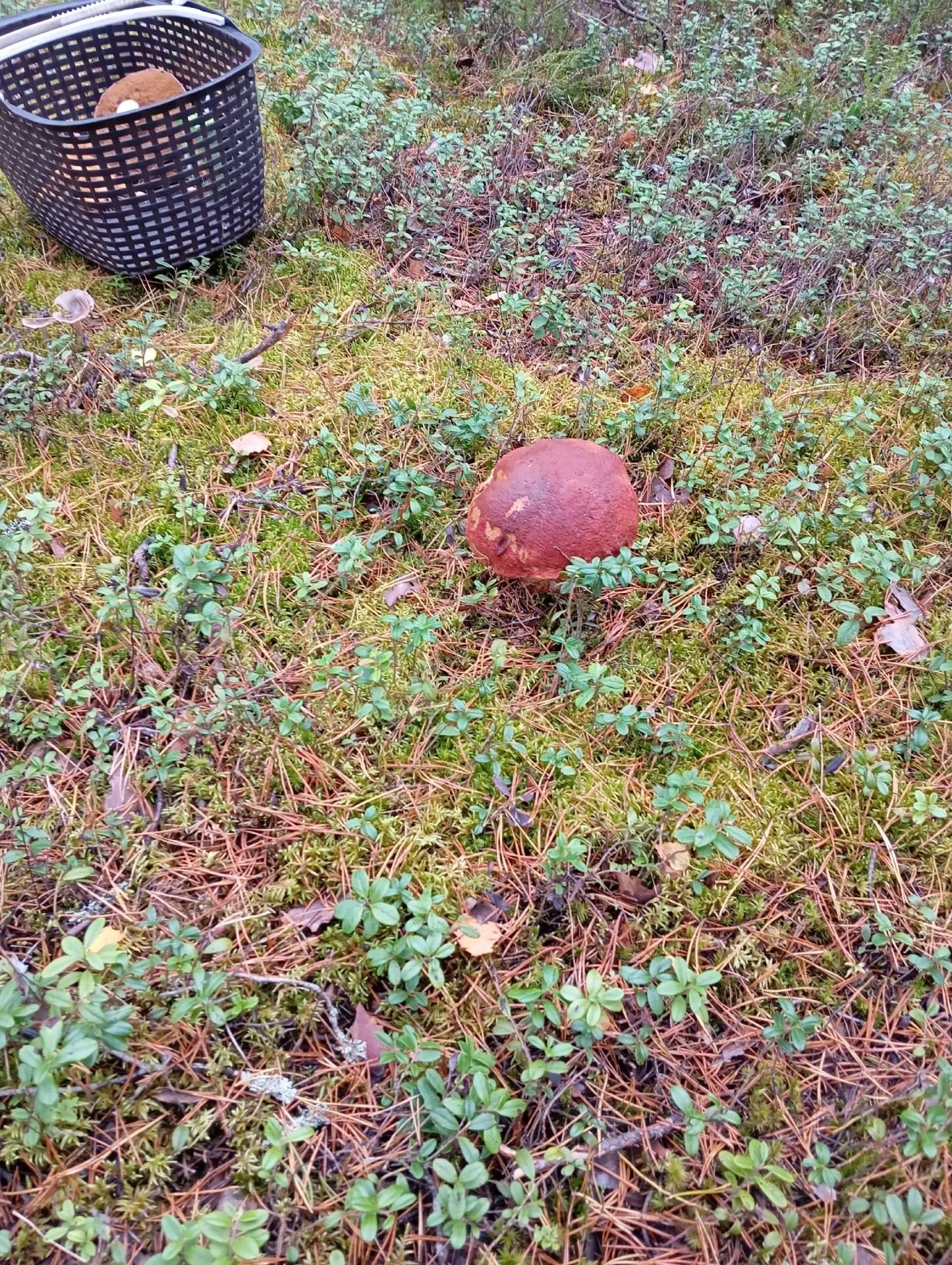 Ездили на пару дней на базу отдыха, вроде как закрывали сезон..😁