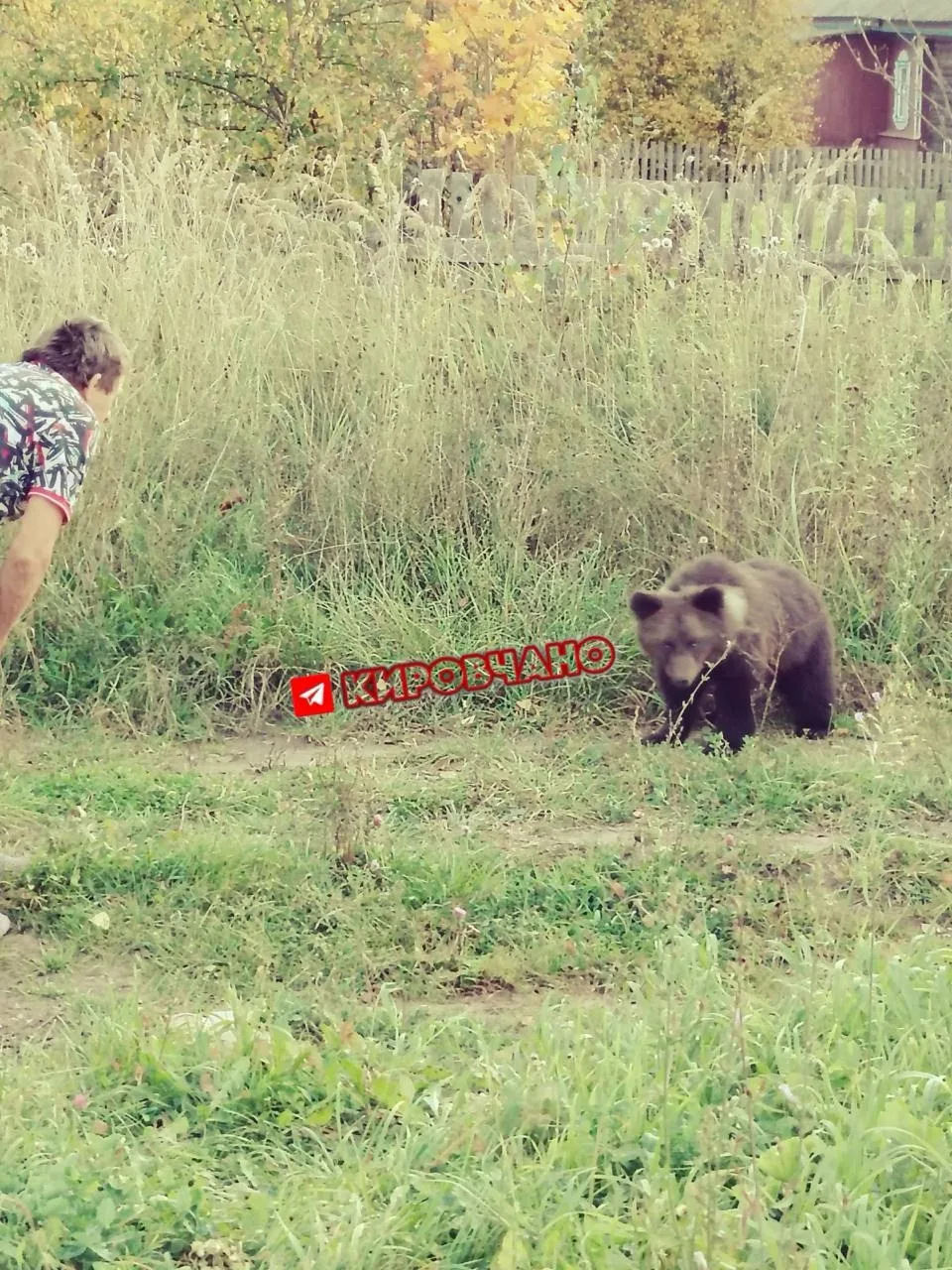 Вот такой гость забрёл к нам в деревню Косино Верхошижемского района 🐻