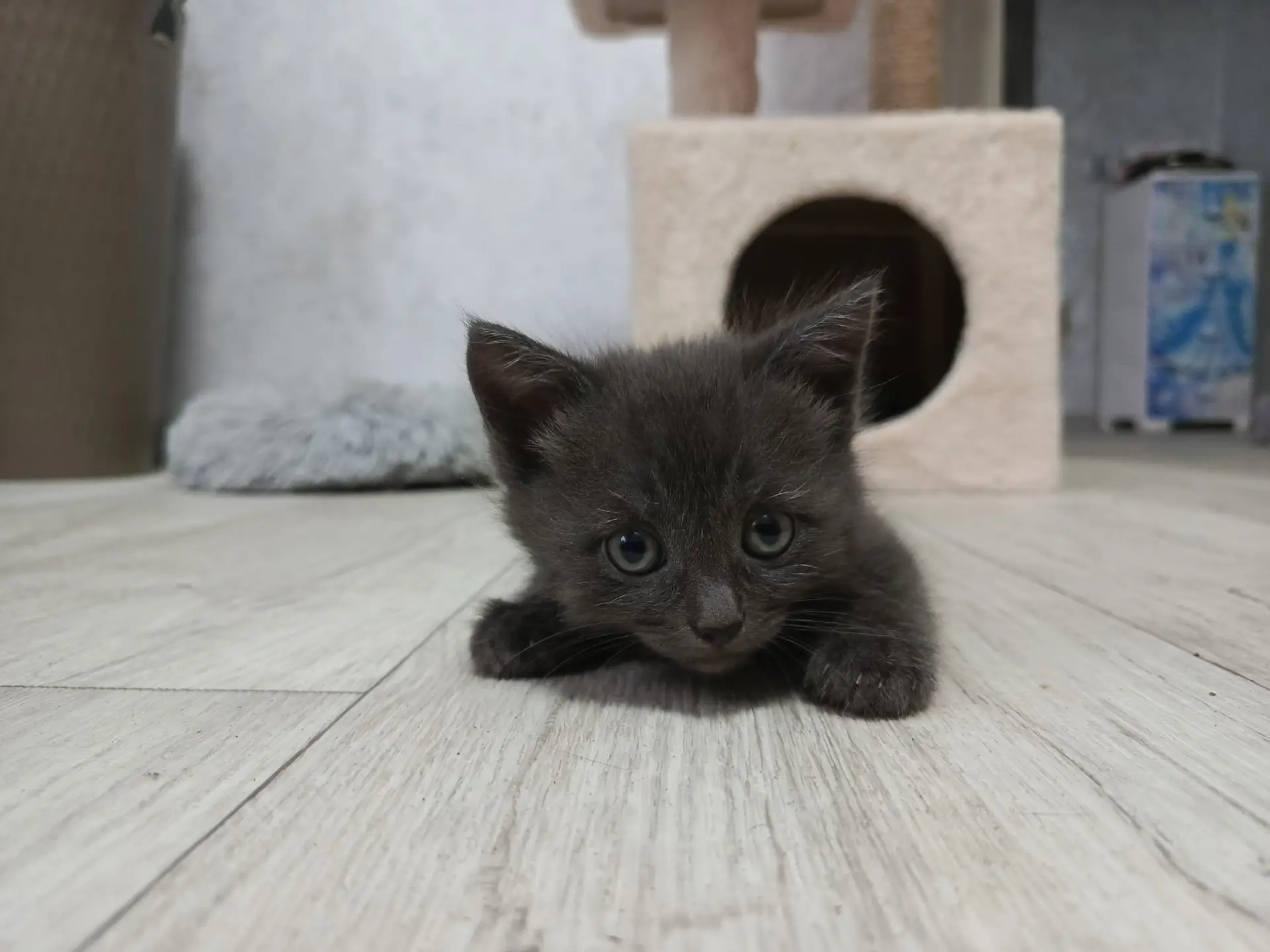 Ищут дом очаровательные котята.