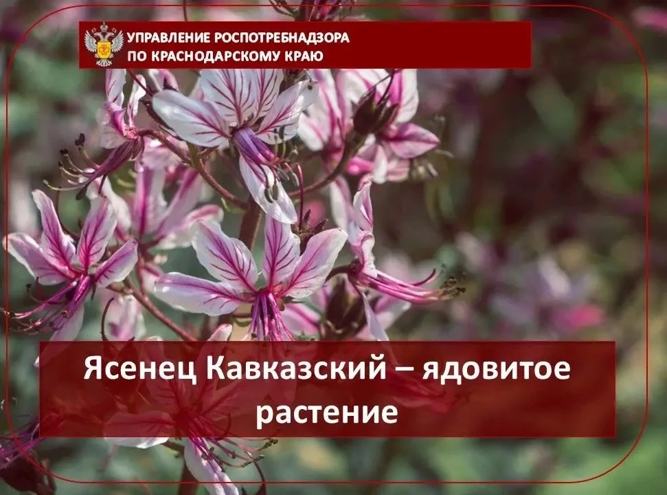 Ясенец Кавказский – ядовитое растение