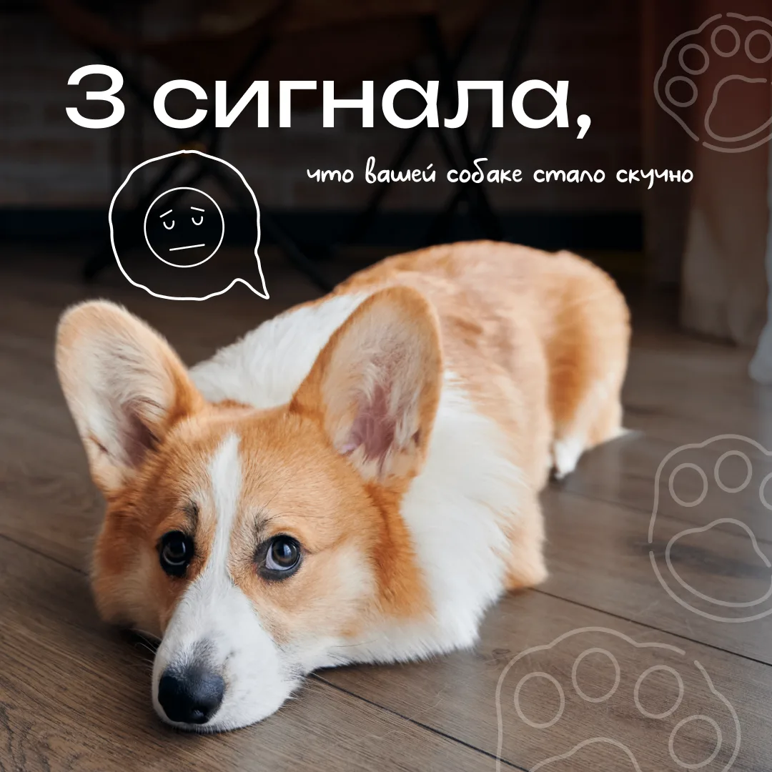 ❗🐶 Скука у питомца чаще всего начинается из-за недостатка активности и внимания и может привести к 