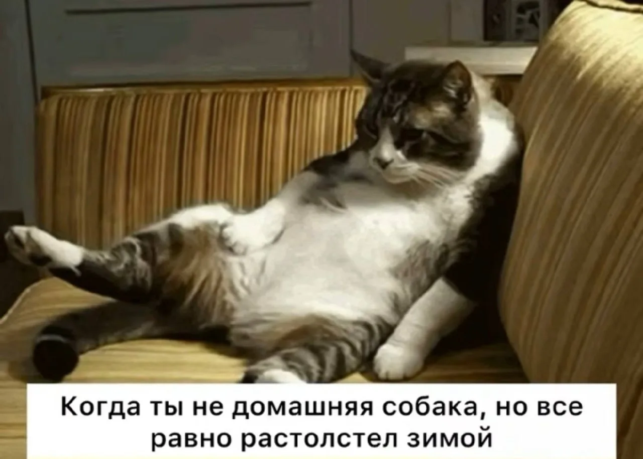 🐶 Зимняя прибавка в весе у собак: почему это происходит