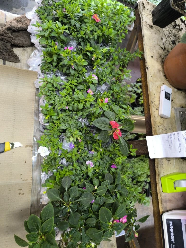Добрый вечер 🌷