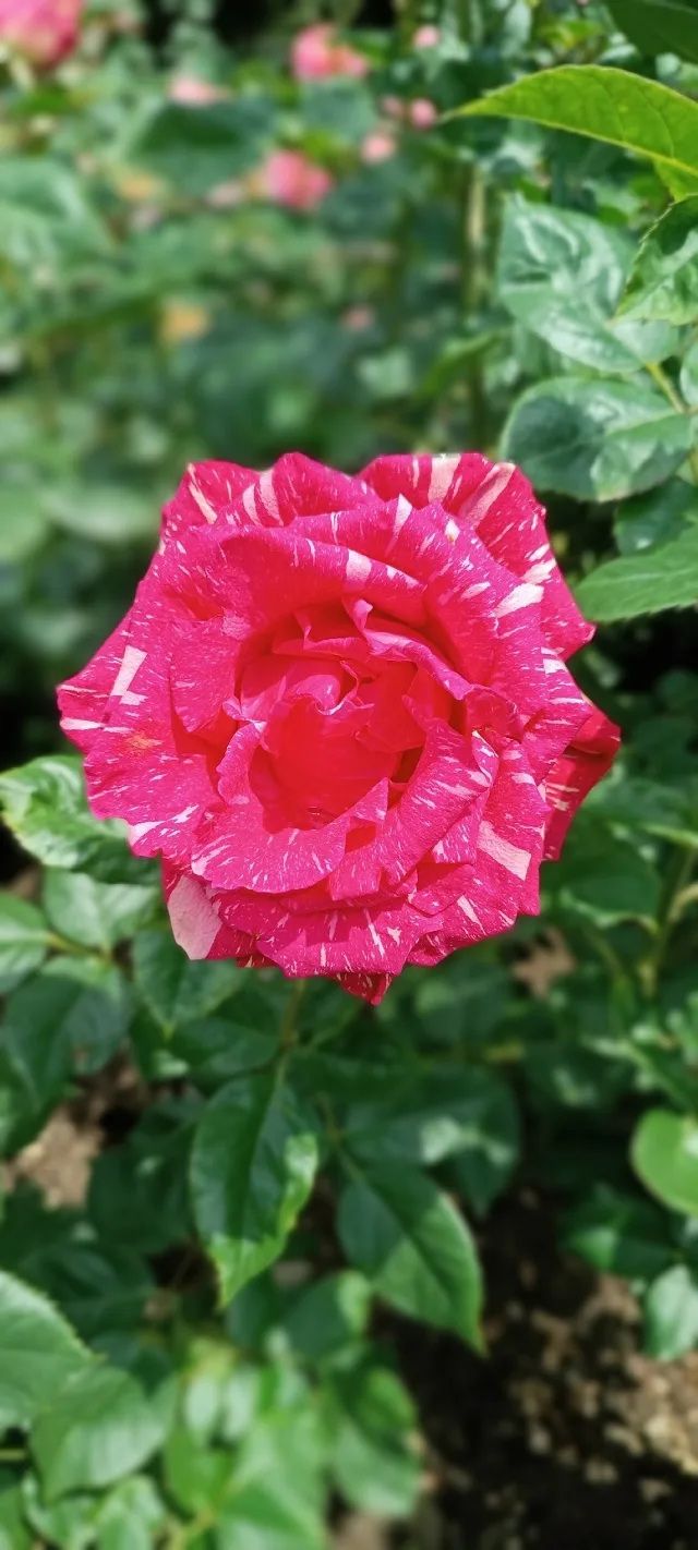 Елена Ведерникова: Когда настроение РОЗОВОЕ, 🏃‍♀️в Никитский ботанический сад🌹🌹