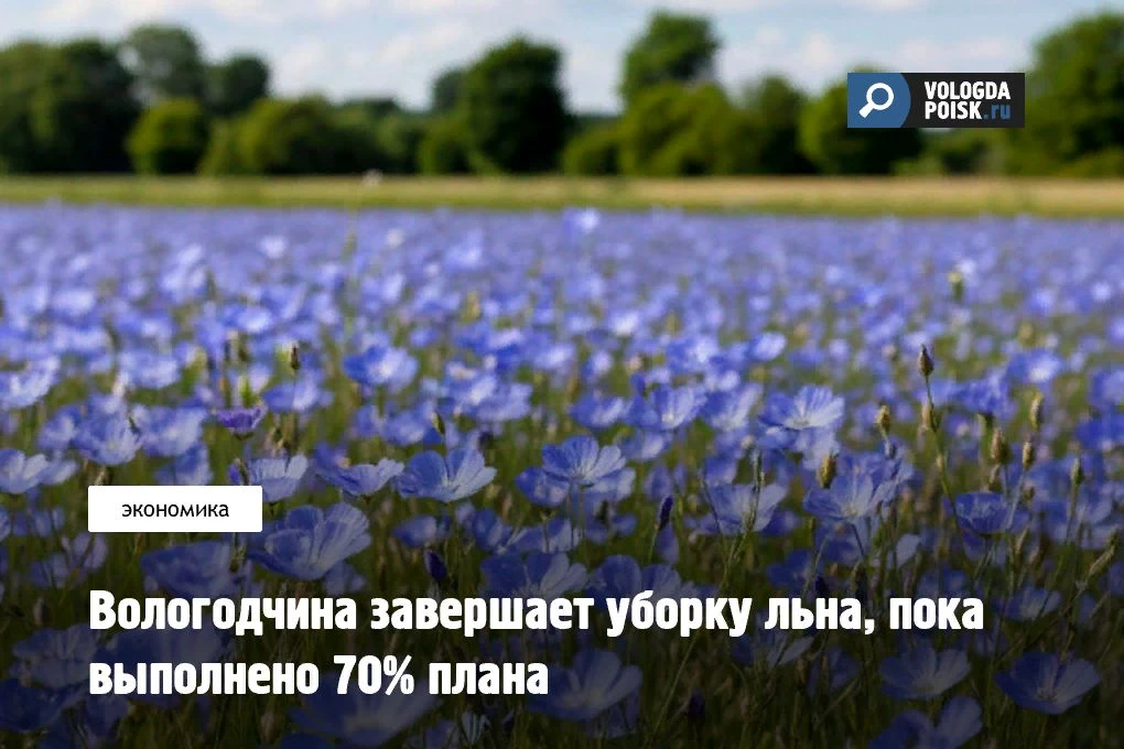 На начало сентября аграрии Вологодской области вытеребили лён на площади 1,2 тысячи гек...