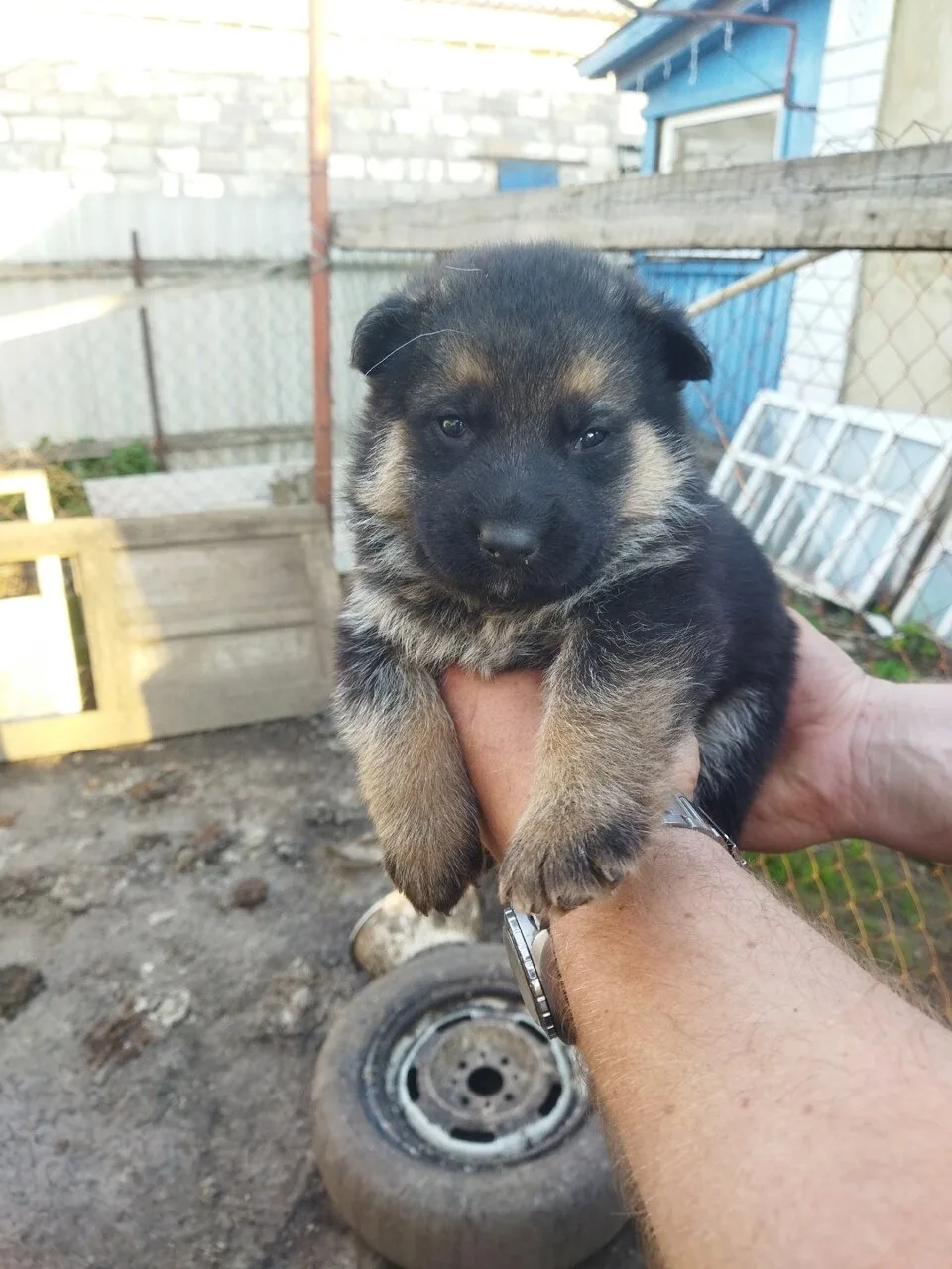 Продам Щенков Немецкой Овчарки 30тыс торг +79591125099 Брянка