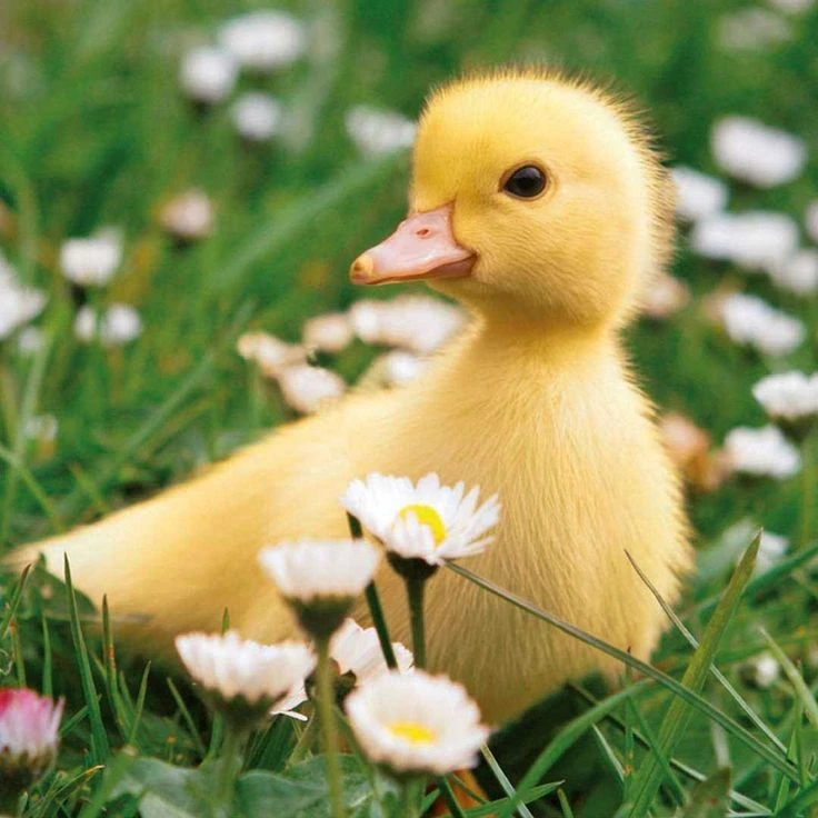 🌿 В ритме природы