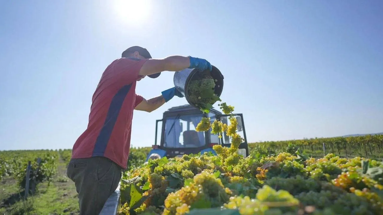 Уборка винограда стартовала в Анапе 🍇