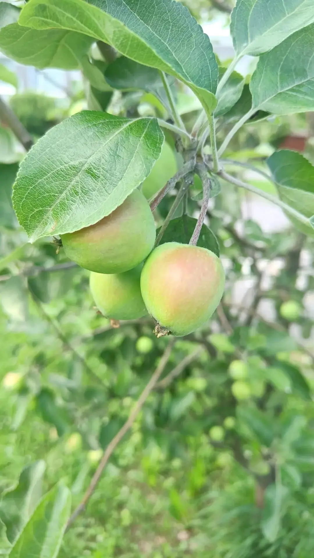 🌳 Школьный сад: закладываем добрые традиции вместе!
Уважаемые ученики, педагоги и родители! Рады со