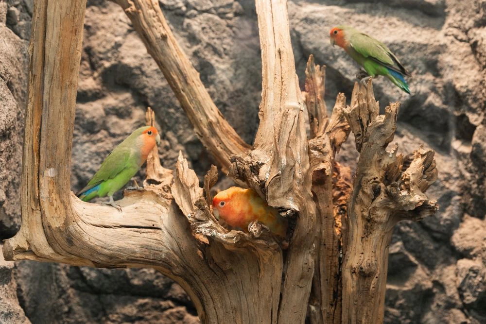 Дневник обитателей ЭБЦ. Пополнение в семье 🦜

В эколого-биологическом центре радостная новость: у н