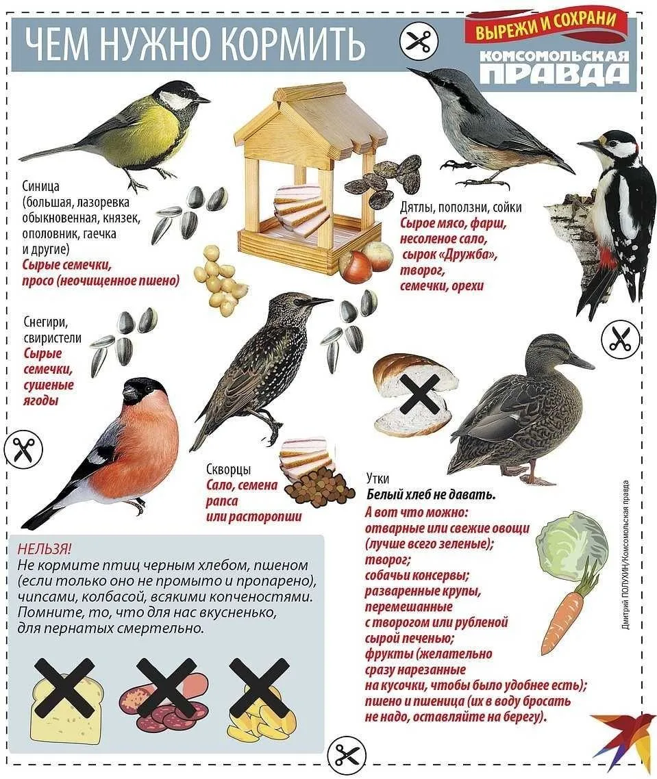 Чем кормить птиц?