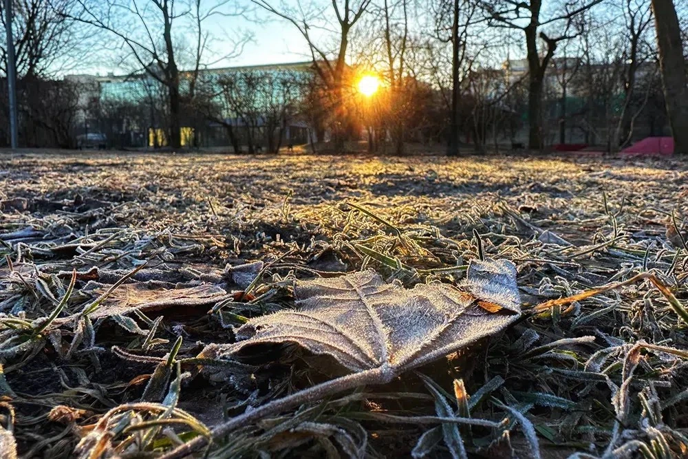 🥶 Предстоящей ночью в Московском регионе вновь возможны заморозки.