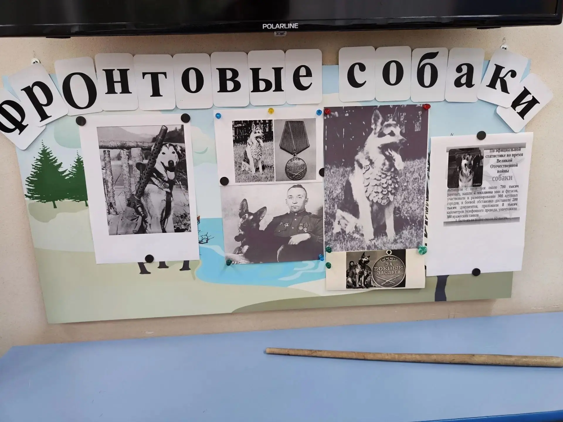 🐕 Фронтовые собаки: урок памяти и доброты в корпусе 5