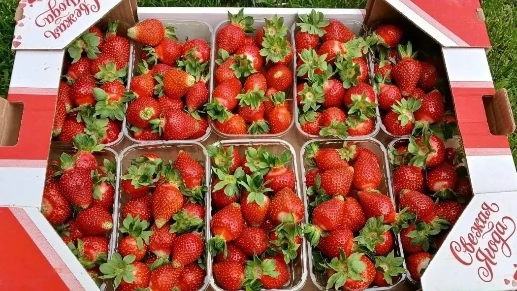 Ягодный сезон в Удмуртии открыт! 🍓

Пока город только просыпается, в полях уже кипит работа. Фермер