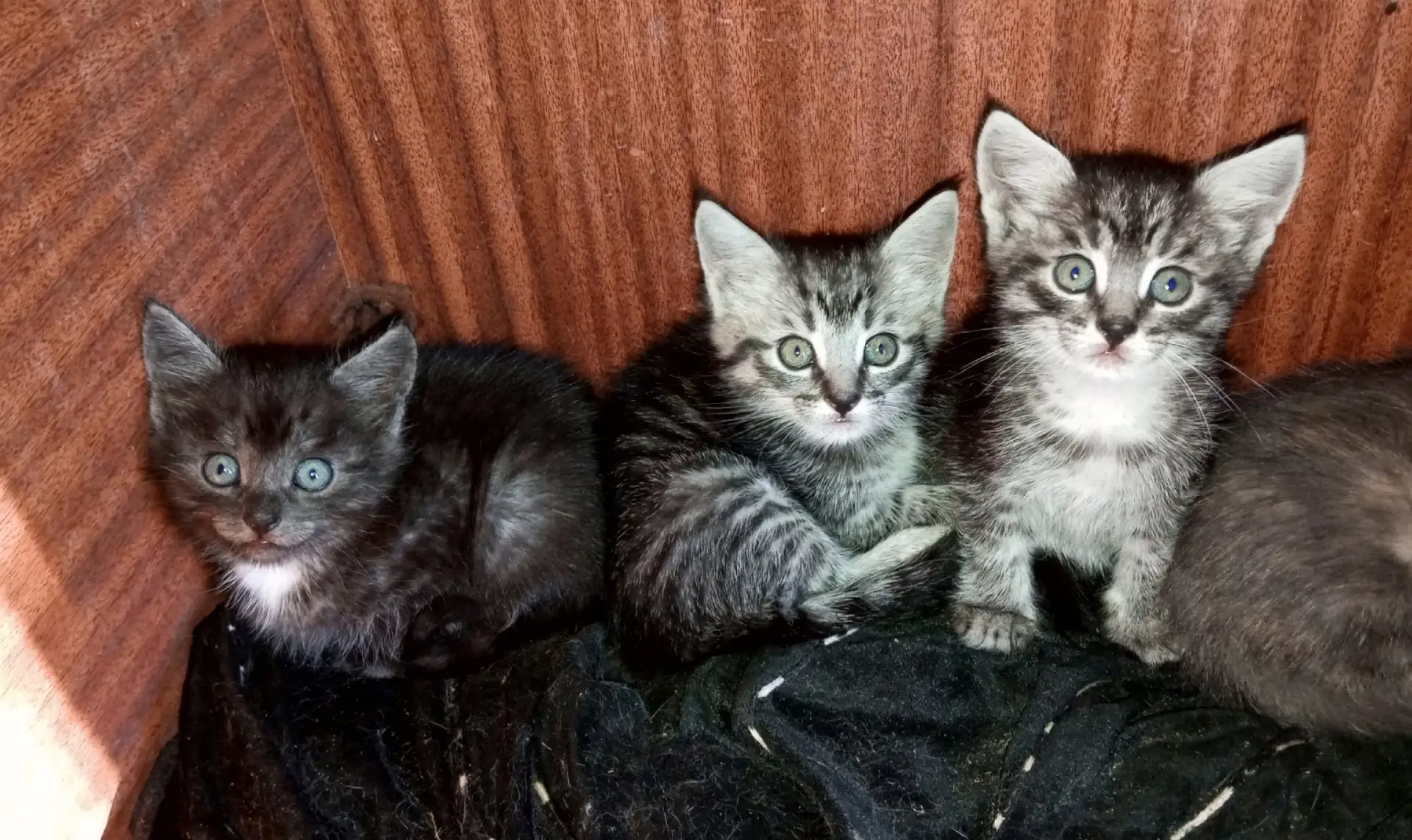 Отдам котиков в добрые и заботливые руки! 89328473540
