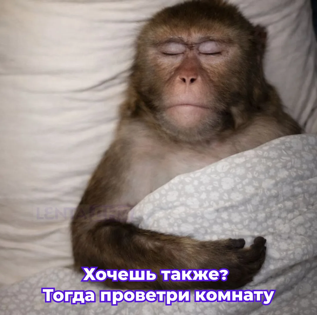 Изображение 1 к публикации «Лента дня | Новости»
