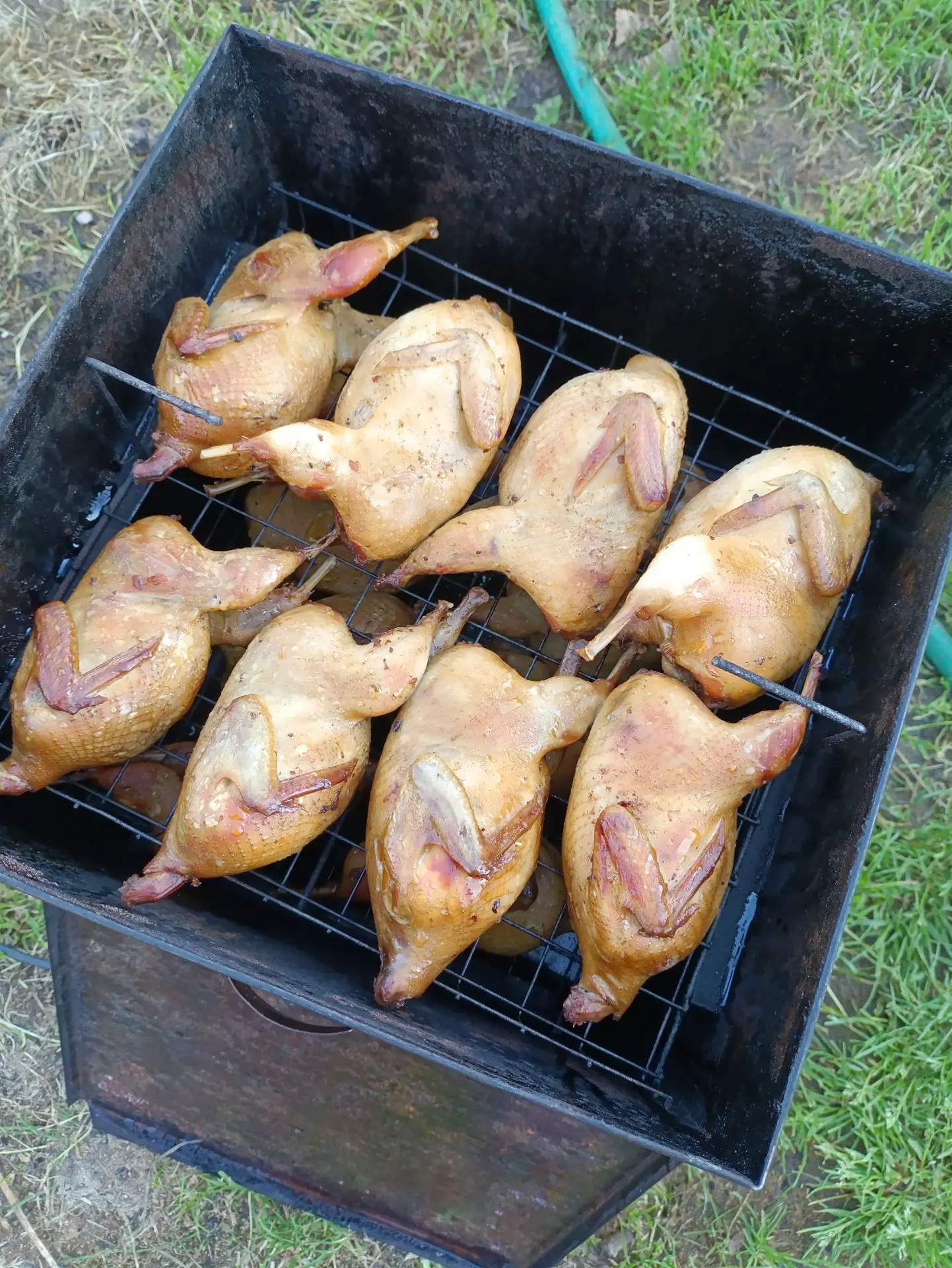 Перепелочки расходятся как горячие пирожки, очень радует такое дело 😁