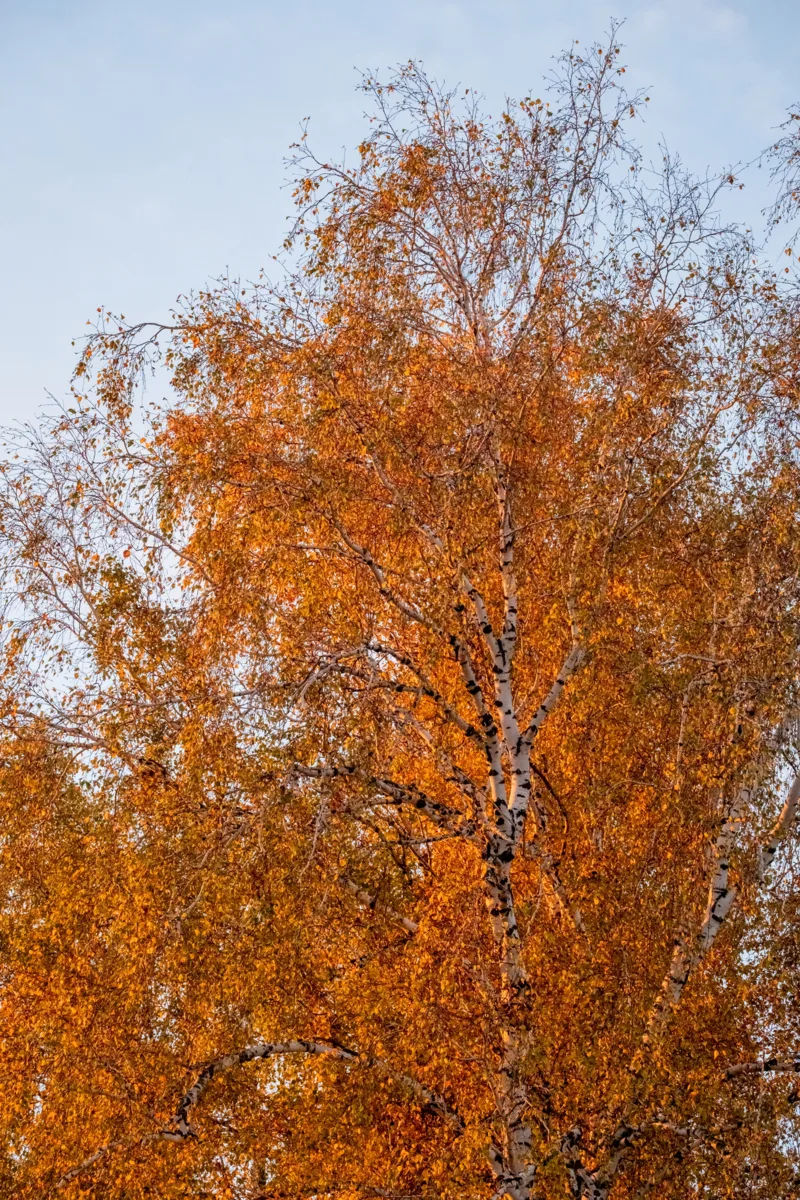 🍂 Ишим ловит золотой свет