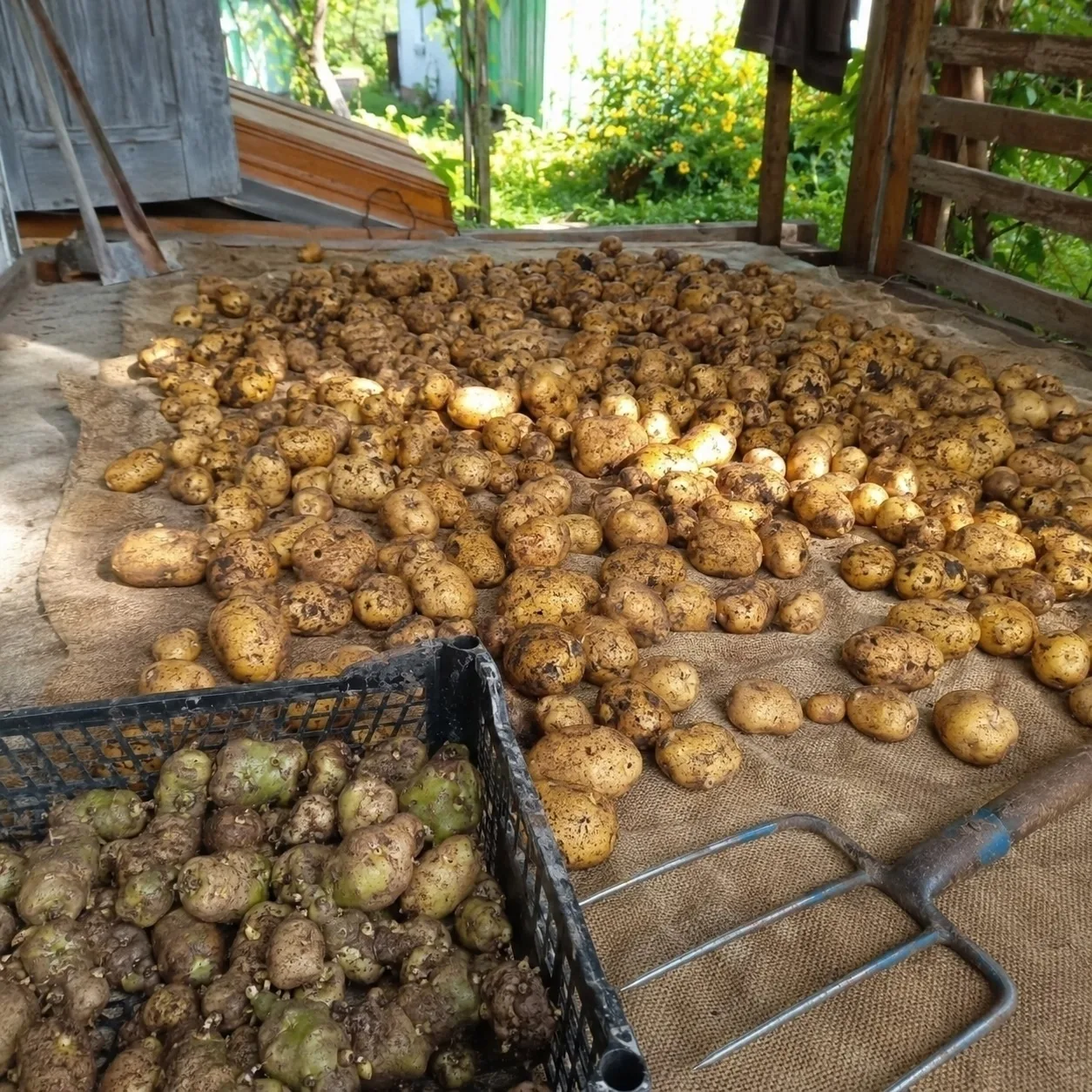 Как правильно подготовить картофель к хранению 🥔