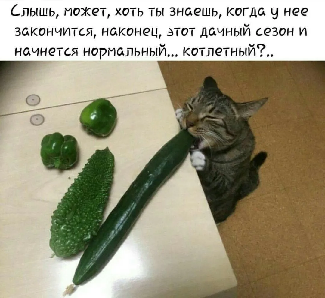 Крик души