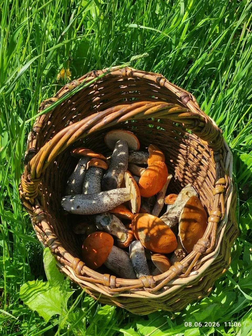 🤩🍄 Пермяки делятся в соцсетях фотографиями богатой грибной добычи и советуют отправляться в лес ср
