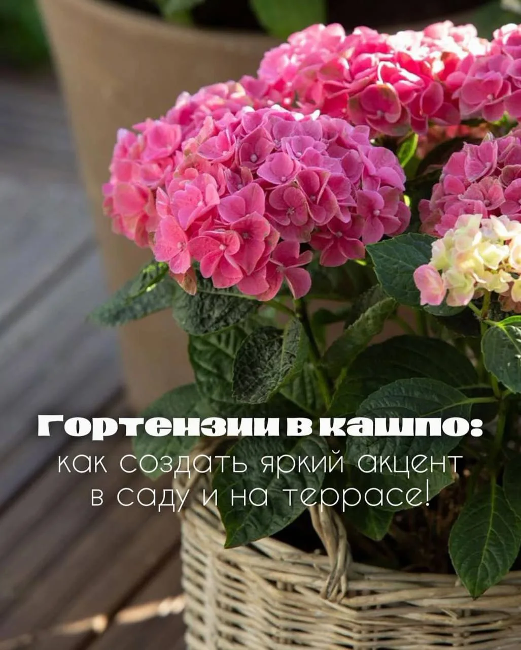 Тренд выращивания гортензий в кашпо 🌸

❕Выращивание гортензий в кашпо – один из самых стильных и со