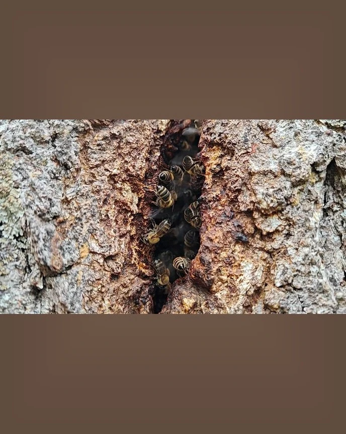 🐝В усадьбе Рериха пчелы обжили старую березу — и живут там уже несколько лет
