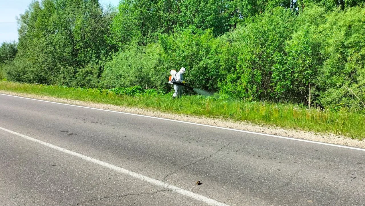 ✅В Кировской области начали обрабатывать землю от борщевика. К сезону подготовились заранее: заключи