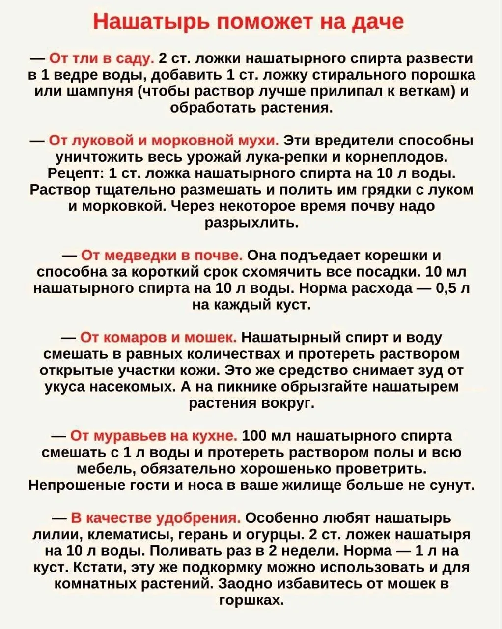 Нашатырь на даче