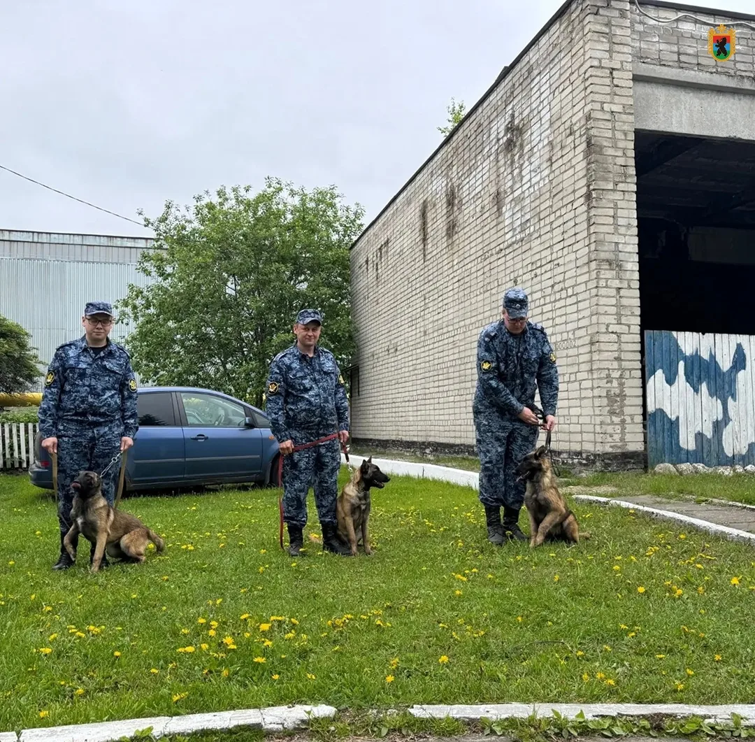🐾🐾 Щенки бельгийской овчарки прибыли на службу в Карелию

Лайза, Люттю и Лава пополнили ряды служе