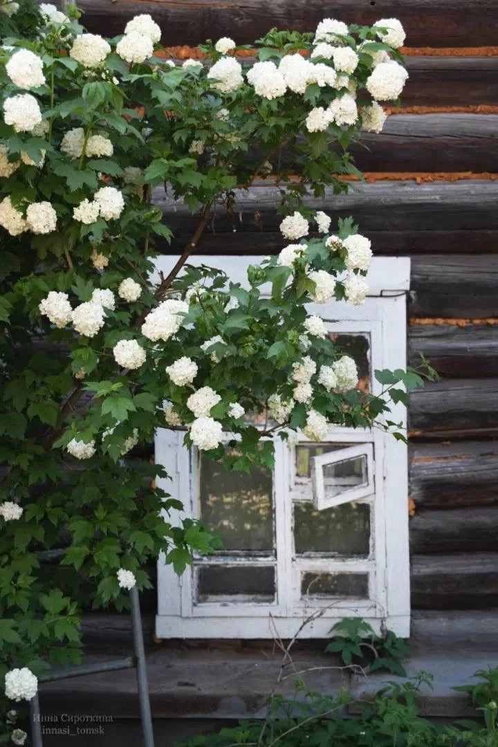 🌿 Томские летние улицы 🌿