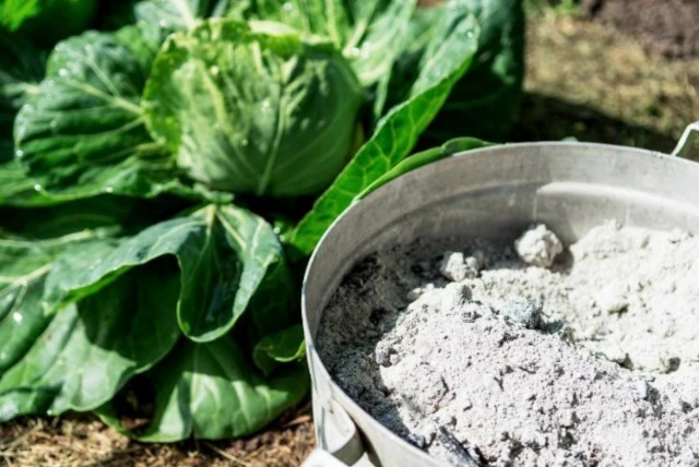 🌿 ПРО ЗОЛУ — ЧТО НУЖНО ЗНАТЬ

Зола — одно из самых полезных и доступных удобрений для рассады и взр