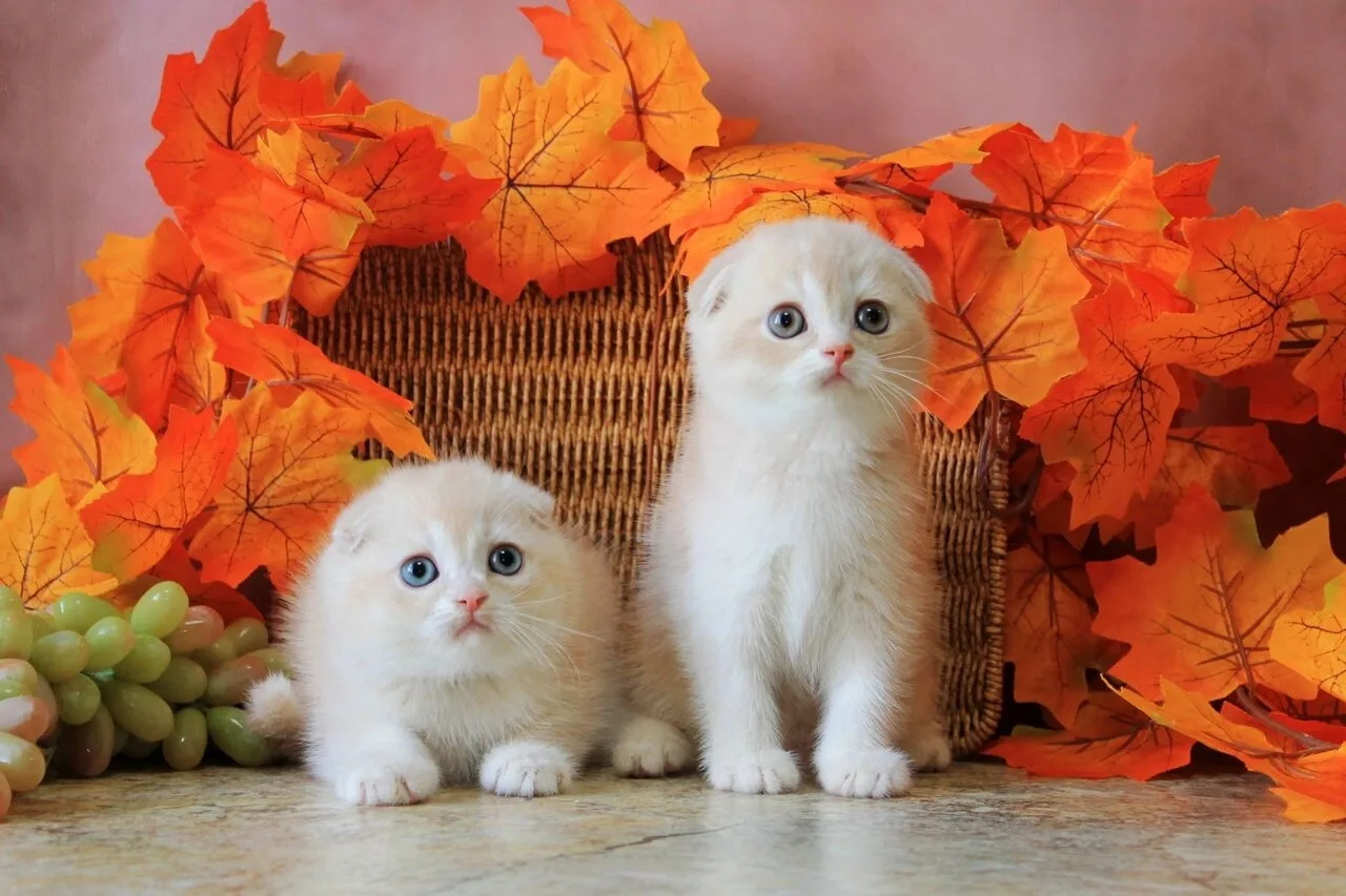 Продам котят скотиш-фолд, шотландцы, Макеевка