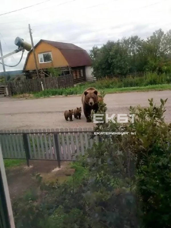 Мохнатые гости пришли и в деревню Ячменёва Алапаевского района. Медведей увидели 31 авг...