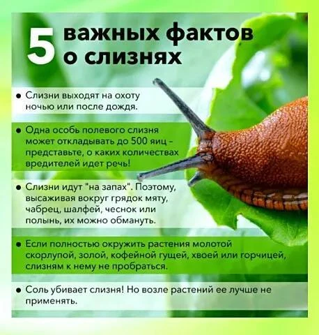 5 важных фактов о слизнях!🐌